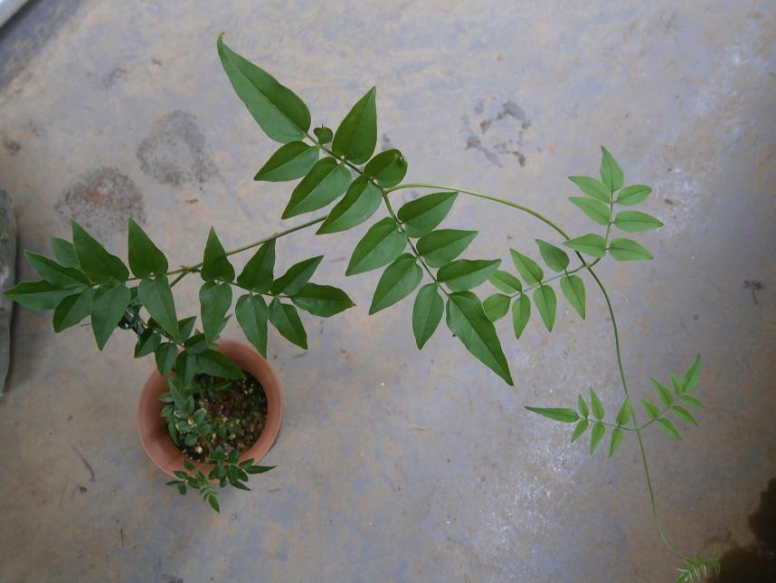 初心者は 挿し穂があれば 挿し木する: 薔薇とヘリオトロープ